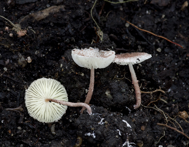 Lepiota rubella